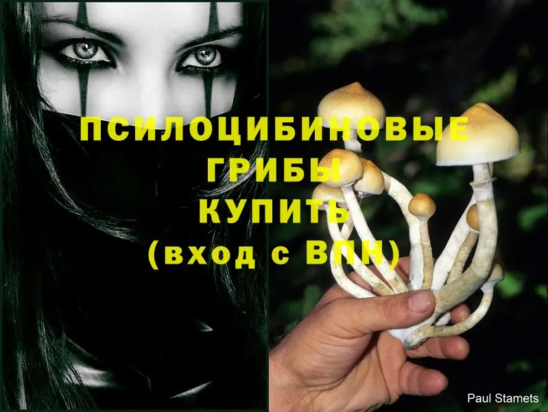 Псилоцибиновые грибы Psilocybe  купить закладку  Дальнереченск 